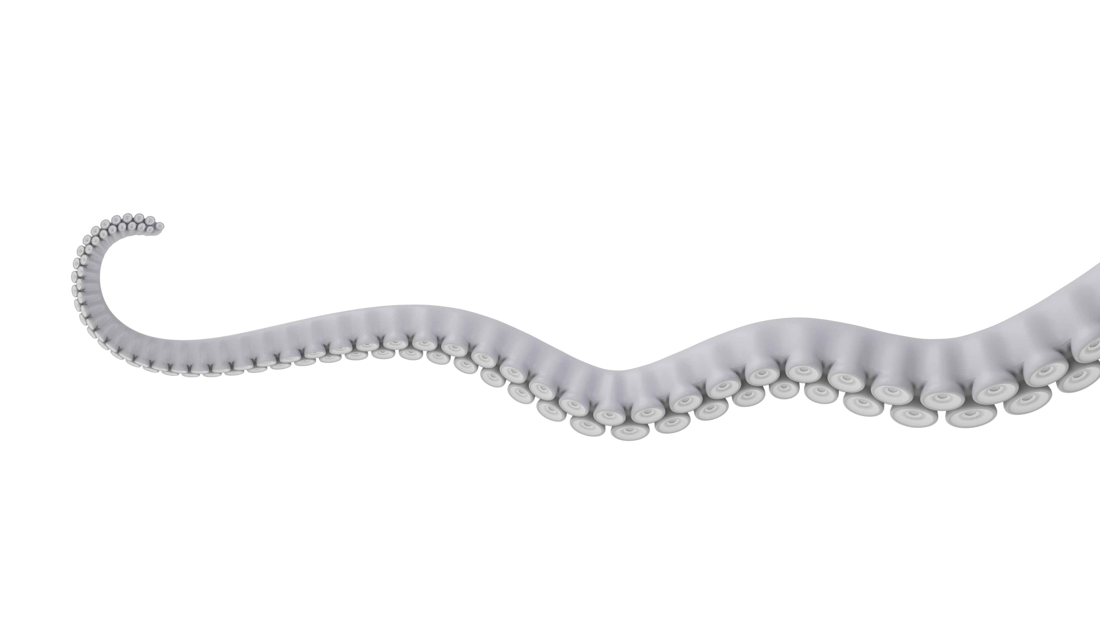 Ein Octopus Arm